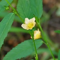 Sida: Medicinal Benefits of Wireweed, Teaweed, and&nbsp;Broomweed