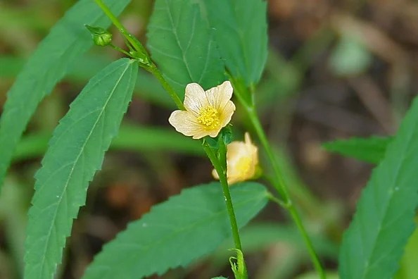Close-up of Sida plant with yellow flowers, a medicinal herb also known as bromweed, valued for its antibacterial benefits.